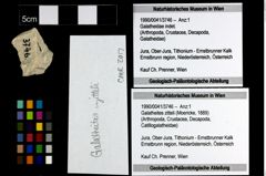 Foto (Objekt + Etiketten) von Galatheites zitteli (Moericke, 1889) 